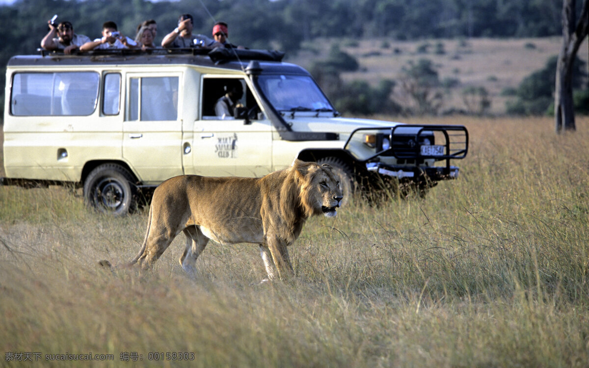草原 上 狮子 雄狮 车 野生动物 摄影图 动物世界 陆地动物 生物世界