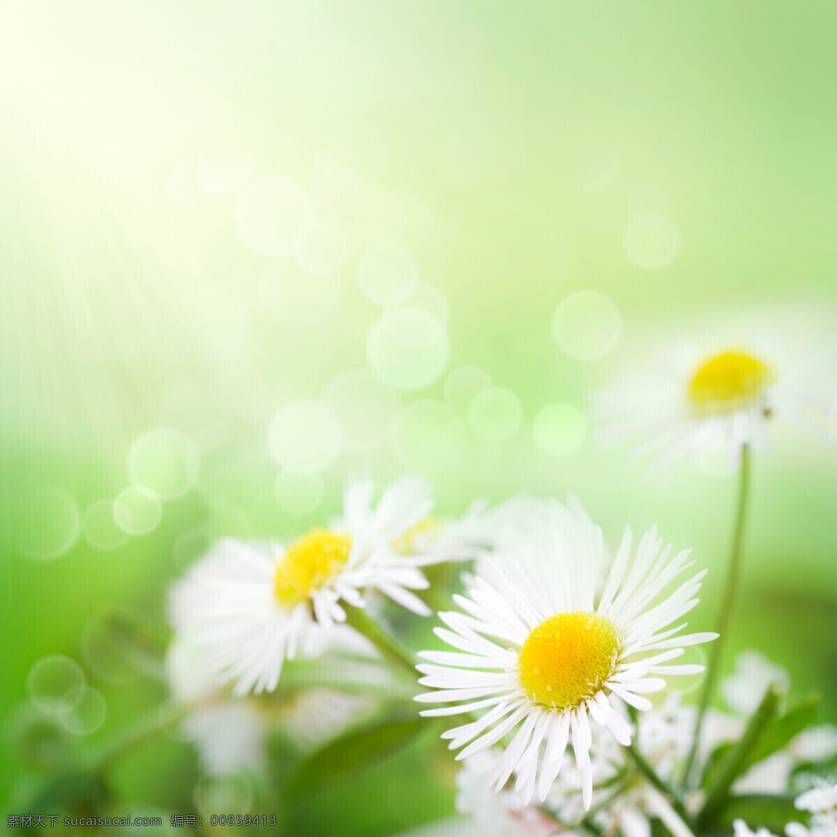 菊花背景 雏菊 菊花 野花 花卉 鲜花 花朵 鲜花背景 背景素材 美丽风景 摄影图 花草树木 生物世界 白色