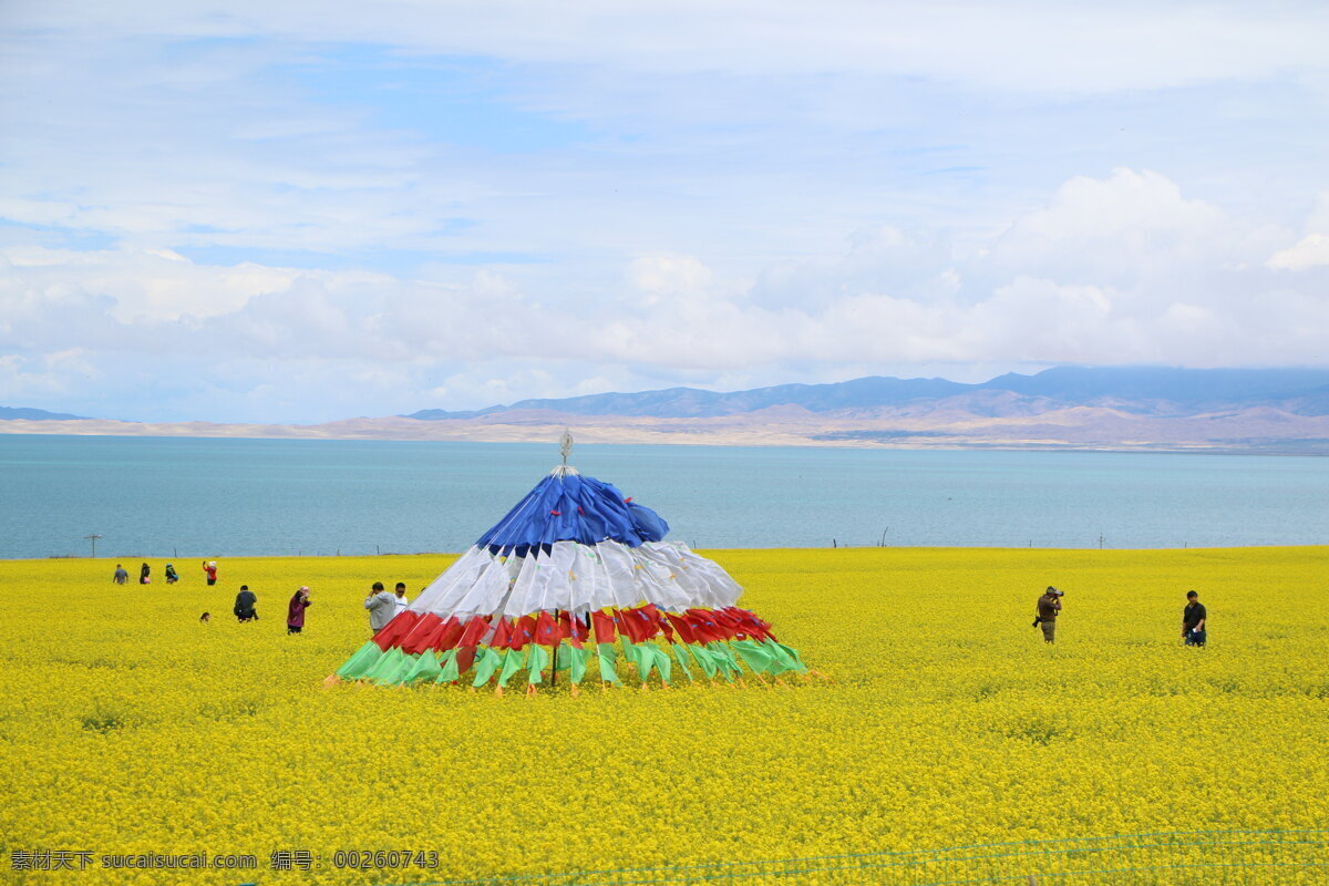 油菜花 花田 隆达 青海湖 经幡 自然风景 自然景观