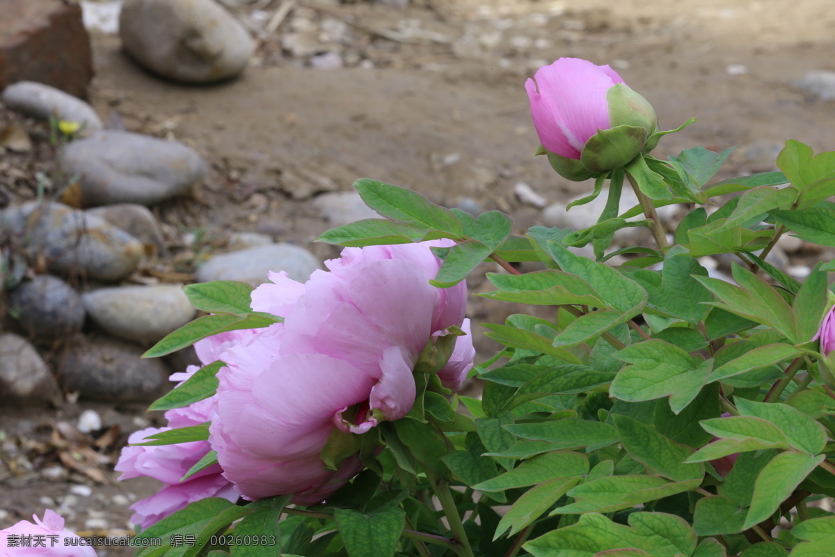 牡丹花 牡丹 观赏花卉 鼠姑 木芍药 百雨金 洛阳花 花朵 花瓣 花蕊 花卉 花儿 花草 植物 园林绿化 绿化景观 芍药牡丹 生物世界