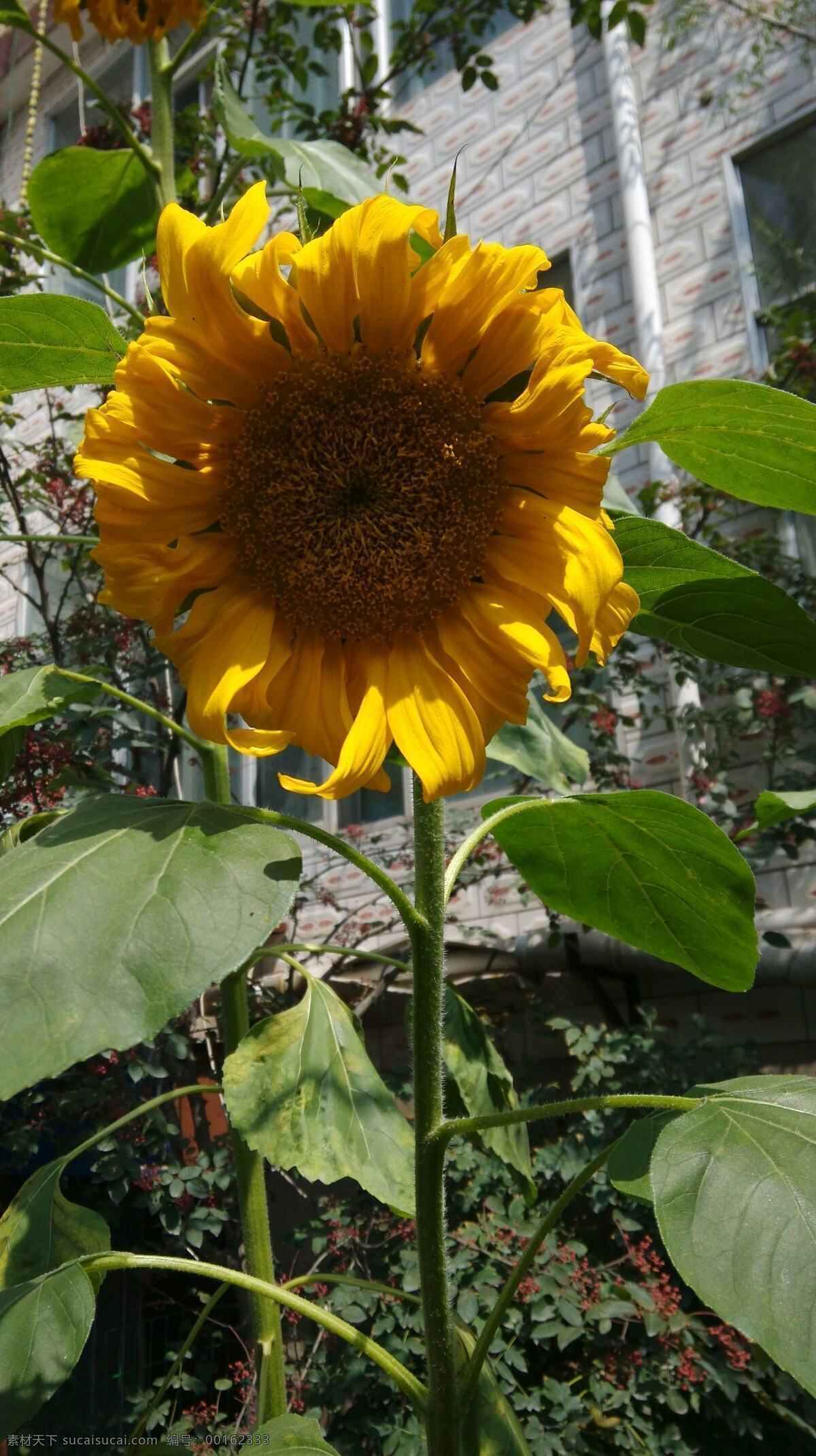 向日葵 向日葵花 绿色植物 向日葵园 黄色向日葵 向日葵摄影 向日葵图片 高清向日葵 植物 向日葵花海 唯美向日葵 花草 生物世界