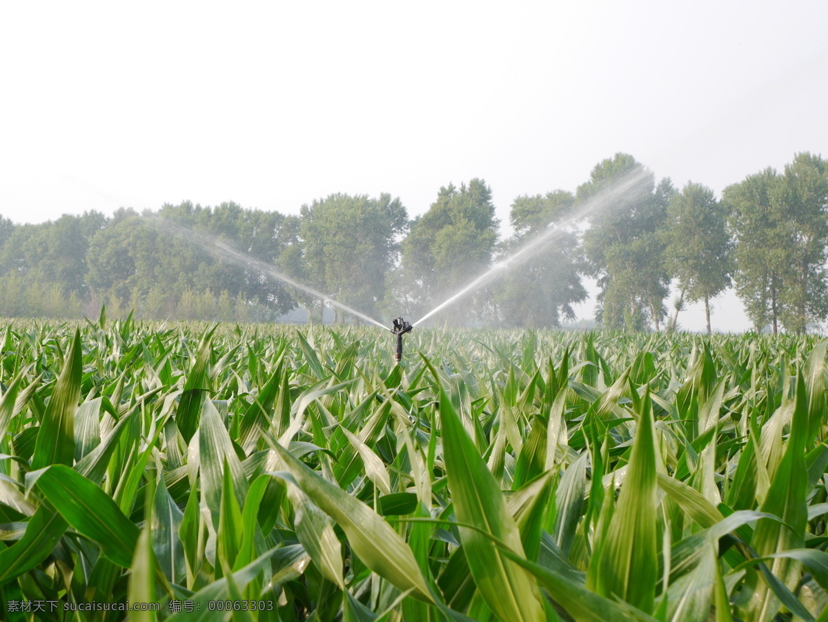 农田灌溉 喷灌系统 喷灌管件 农田图片 给水 自然景观 田园风光