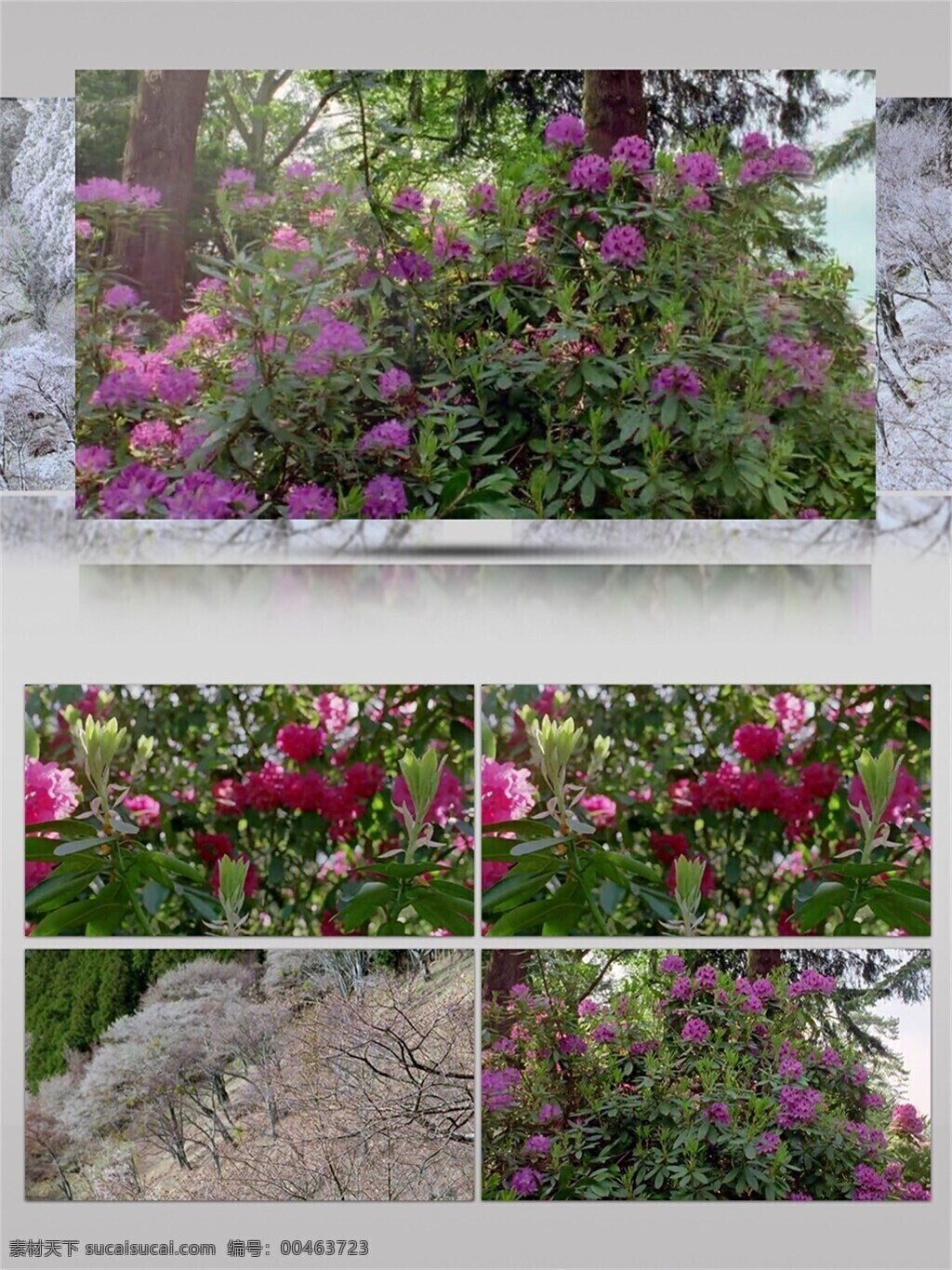 花园里 盛开 紫色 花 视频 音效 唯美 浪漫 石头 花卉 绿色 视频素材 视频音效