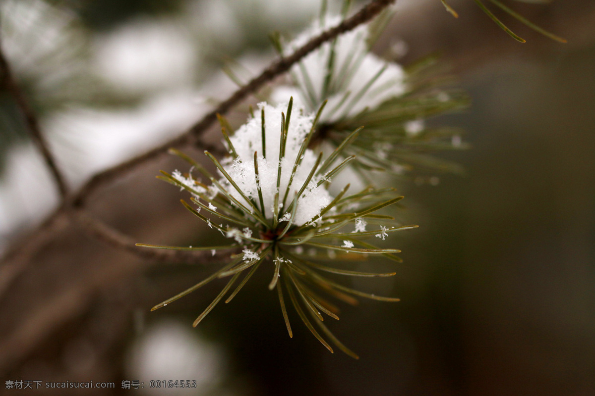 松叶 松枝 雪 雪压松枝 下雪 生物世界 树木树叶
