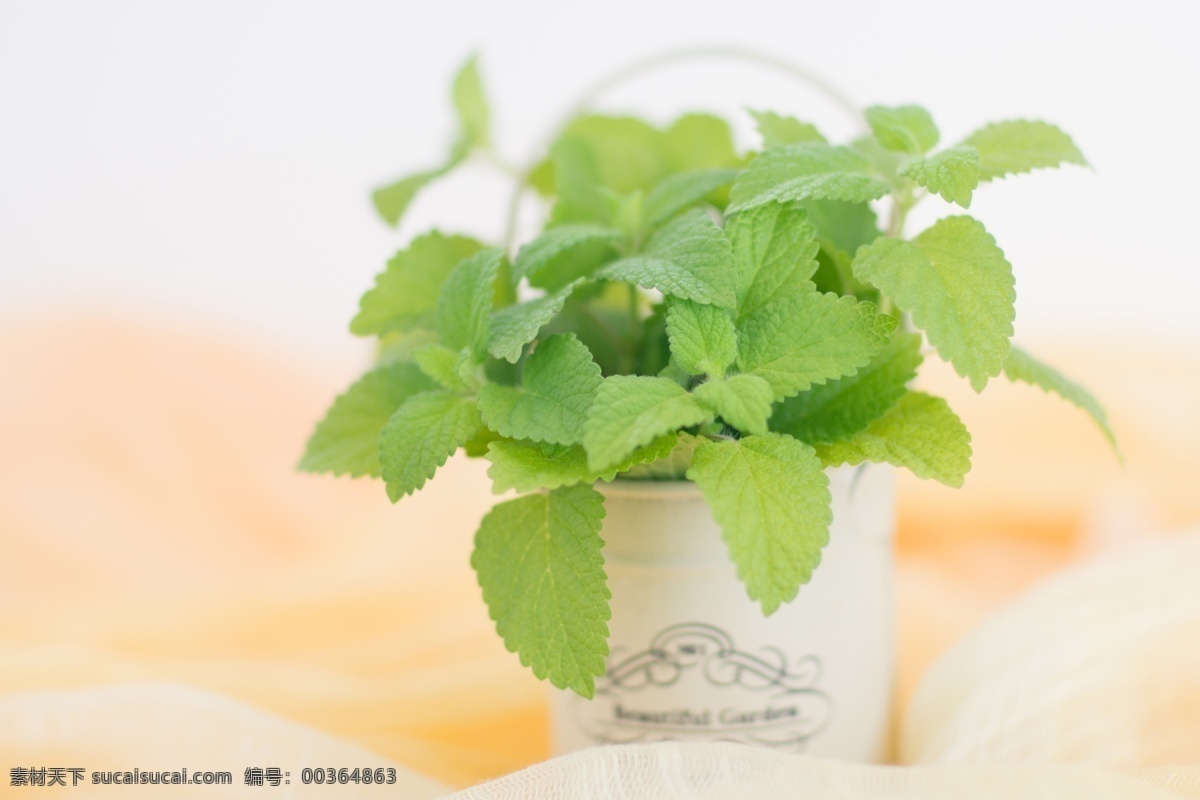 花盆 柠檬 薄荷 植物 绿叶 柠檬薄荷 植物绿化 室内花盆 时尚花盆 建筑园林 室内摄影
