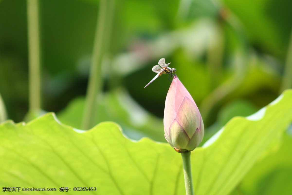 荷花蜻蜓 小荷才露尖尖角 早 蜻蜓 立 上头 荷花 花卉 花草 生物世界