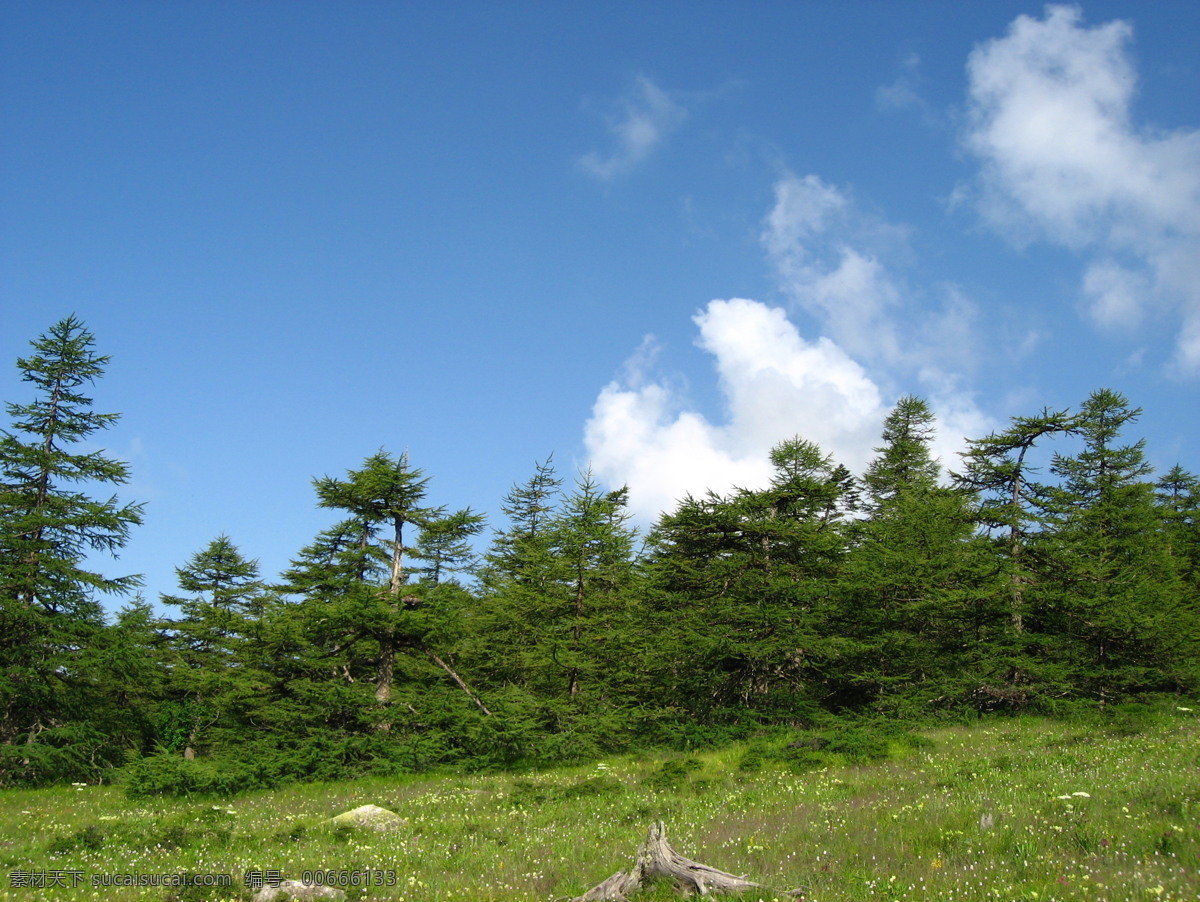 蓝天 下 树林 风景 草地 云朵 美景 多娇江山 自然景观 自然风景