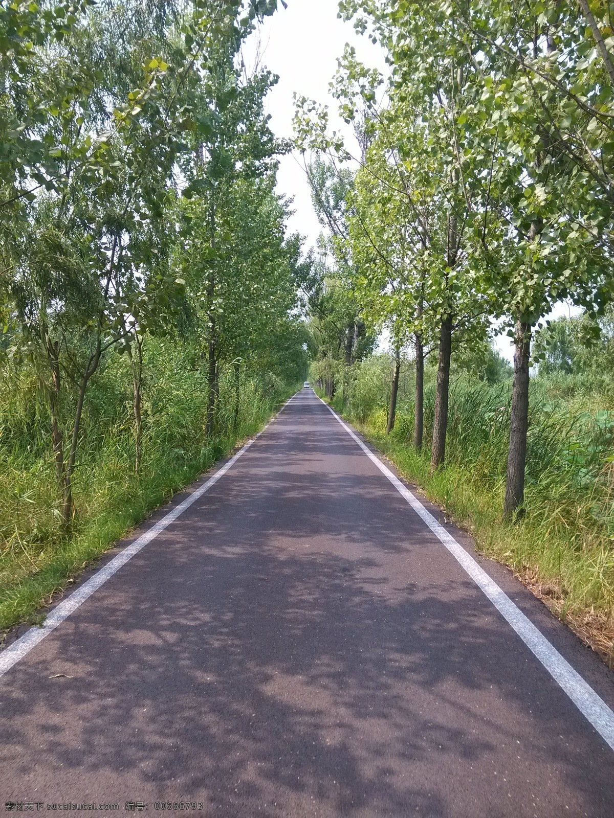 小路 公路 平坦小路 平坦 柏油路 笔直 笔直的路 平坦的路 树木 绿树 自然风景 自然景观 灰色