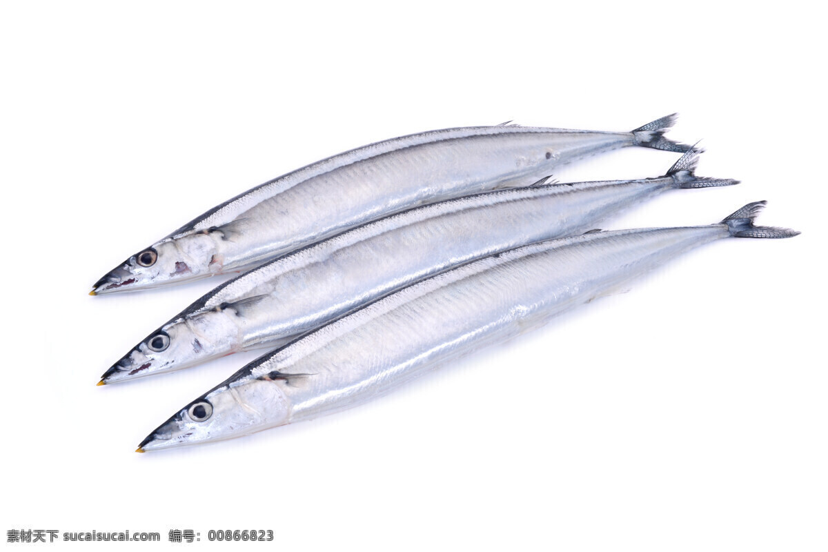 新鲜 日本 秋 刀鱼 三条 食材 海鲜 秋刀鱼 美味 餐饮美食 食物原料