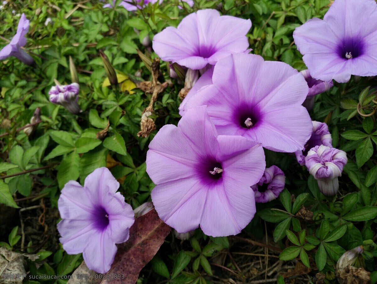 喇叭花 田园 草地 绿叶 花儿 花朵 自然景观 田园风光