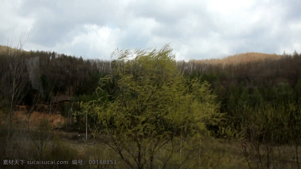次生林 实拍 吉林 延吉 林区 mov 黑色