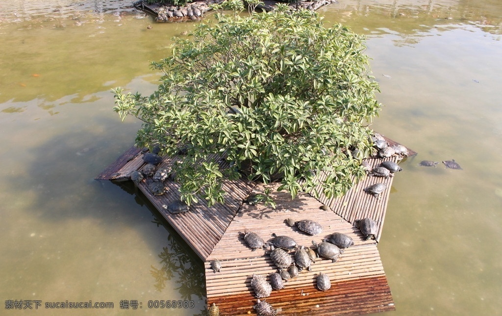 乌龟 生物 乌甲 龟鳖目 龟科 爬行纲 龟壳 甲壳 长寿 凤凰山 其他生物 生物世界 生物动物