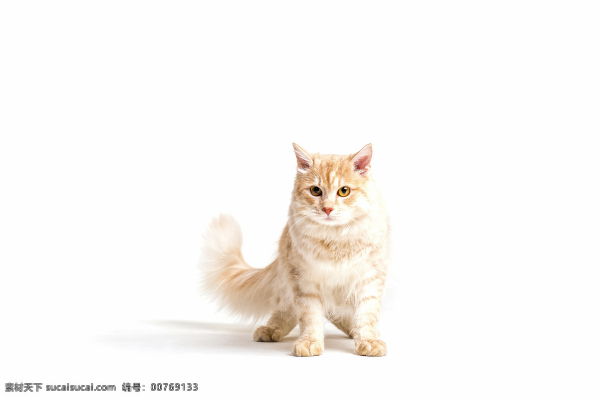 猫狗 狗 公园 狗狗 猫咪 宠物 小狗 小猫 喵星人 汪星人 跳舞 舞蹈 狗跳舞 电商素材 抠图 生物世界 其他生物