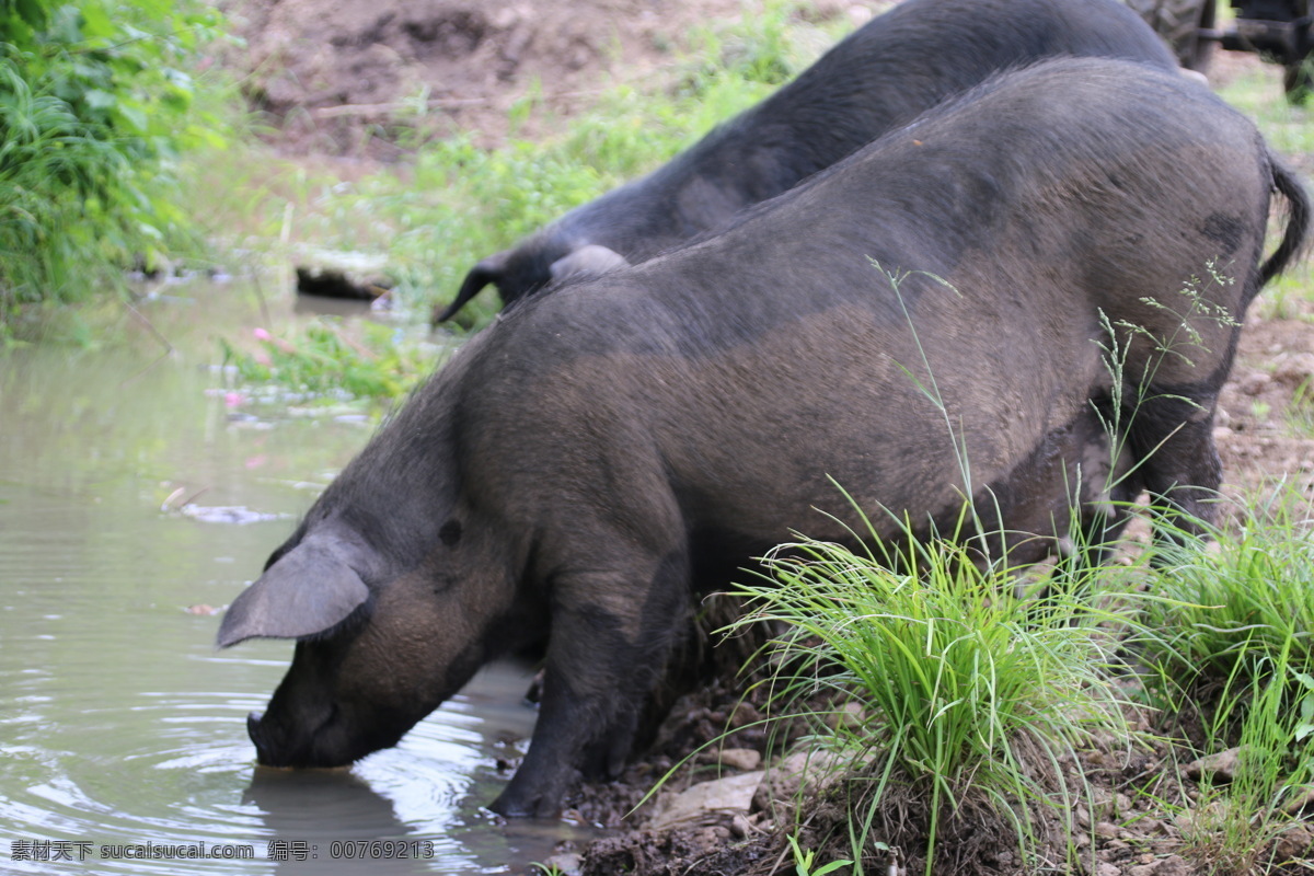 散养 放养 活猪 有机猪肉 东北 黑龙江 绿色 无公害 森林猪 森林黑猪 动物 生物世界 家禽家畜