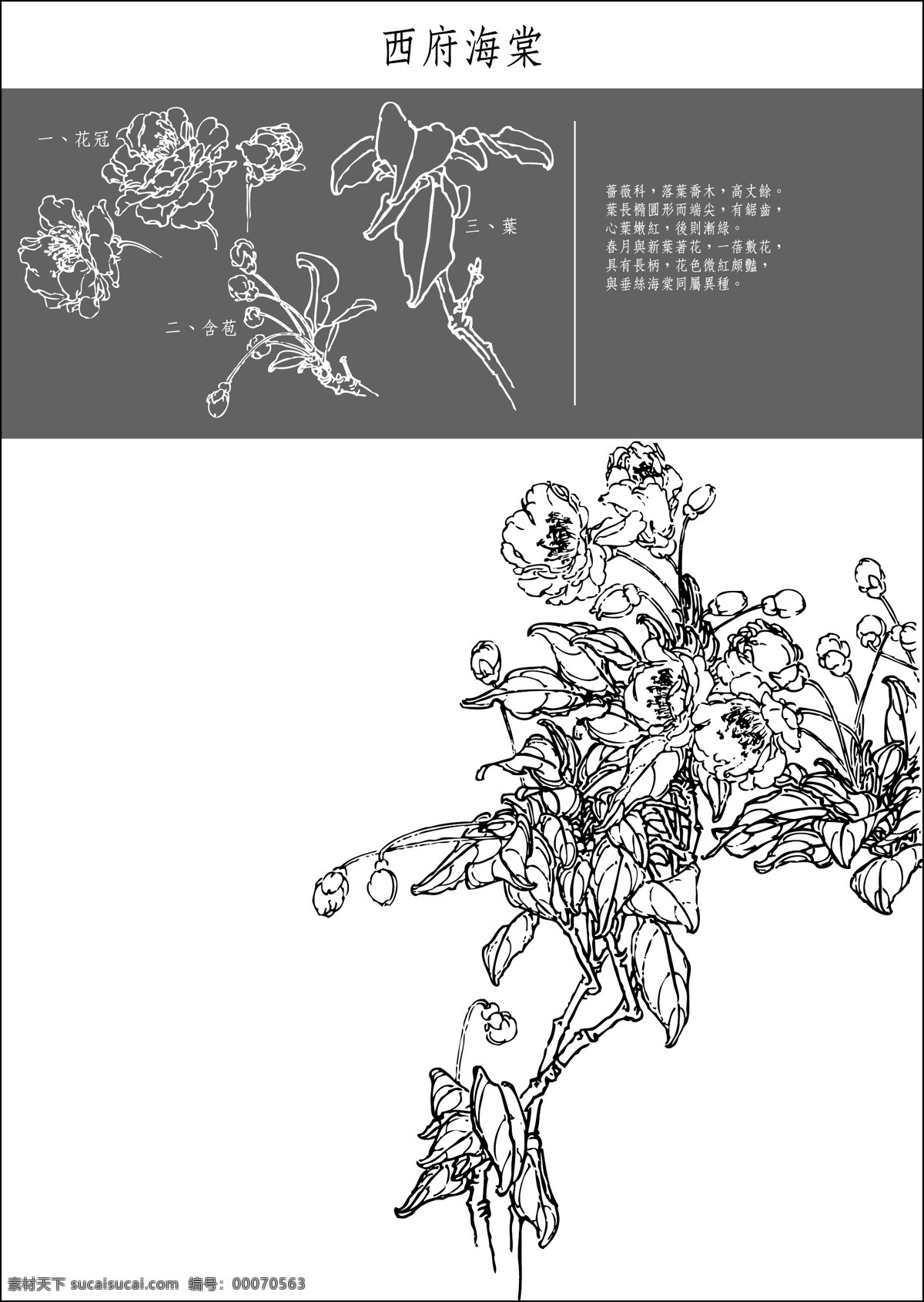 西府海棠 中国风 花卉 白描 线稿 海棠花 植物 矢量 园艺 花草 生物世界