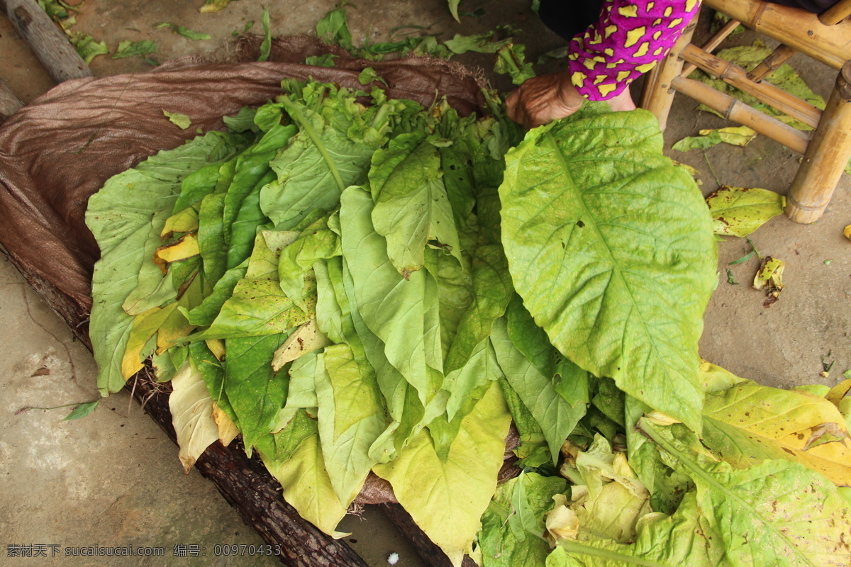 植物 烟叶 福州 永定土楼 田地 农作物 房子 大烟 水烟 土地 南方农作物 树木树叶 生物世界