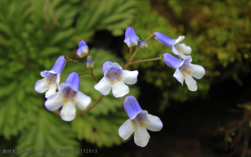 紫花 花卉 野生 花草 自然 美丽 生物世界 微距摄影