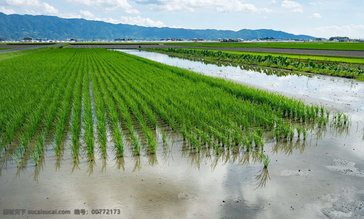 稻田 水稻 水田 稻米 稻子 大米 种植 有机 插秧 农业 禾 自然景观 田园风光