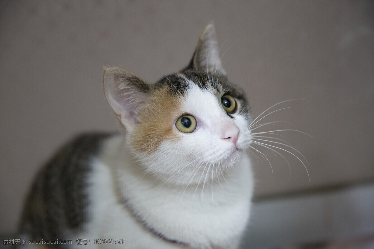 猫 猫咪 猫的眼睛 老虎猫 瞳孔 生物世界 家禽家畜