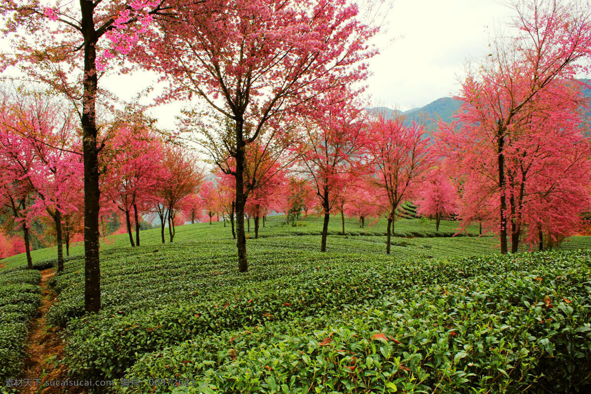 茶园 樱花 茶场 茶林 茶叶 日本樱花 樱花树林 美景 樱花树 晚樱 花团 绿叶 蓝天 春天 花草 树木树叶 生物世界