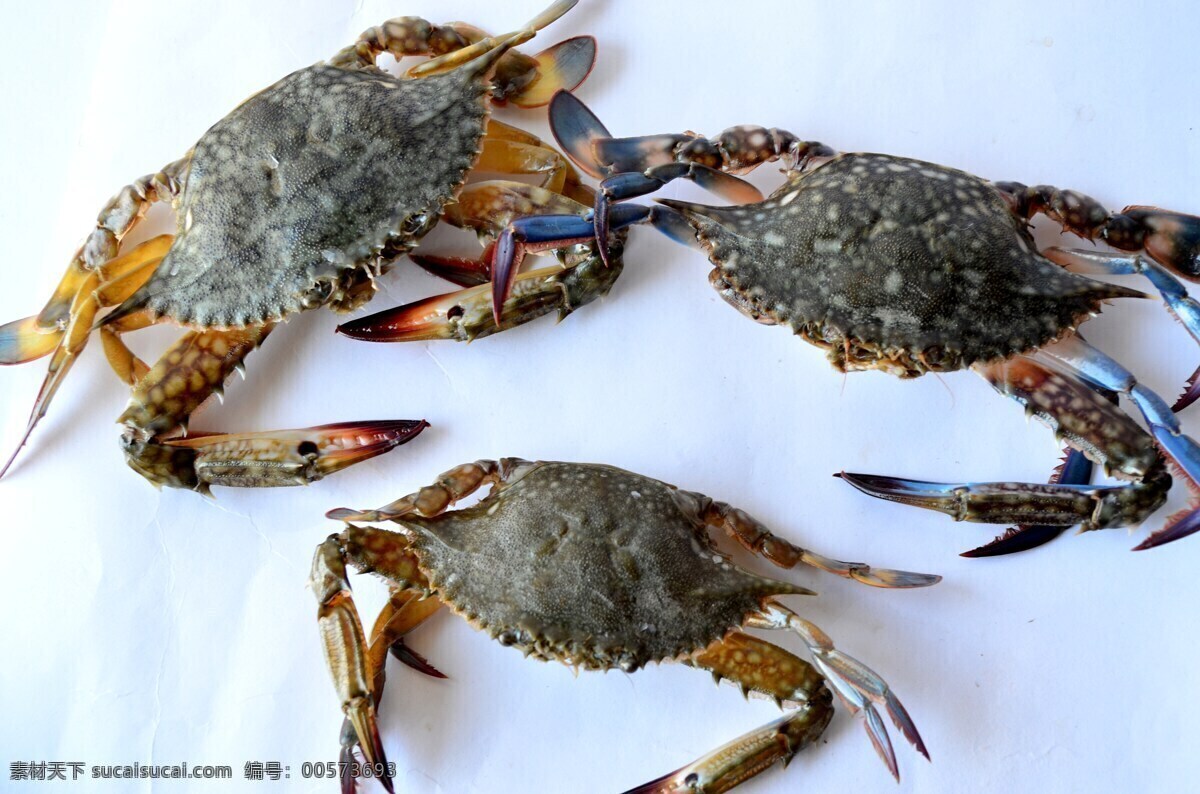 螃蟹 河蟹 海蟹 大闸蟹 红毛蟹 海产品 海洋生物 小动物 食物 食材 美食 美味 鱼虾 贝类 水 生物 生物世界