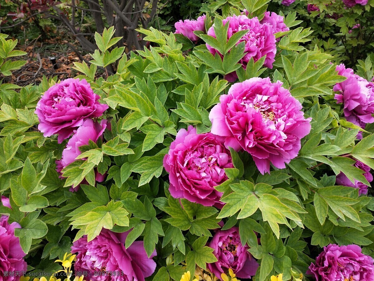 牡丹 红牡丹花 粉红牡丹 芍药花 春暖花开 花 绿叶