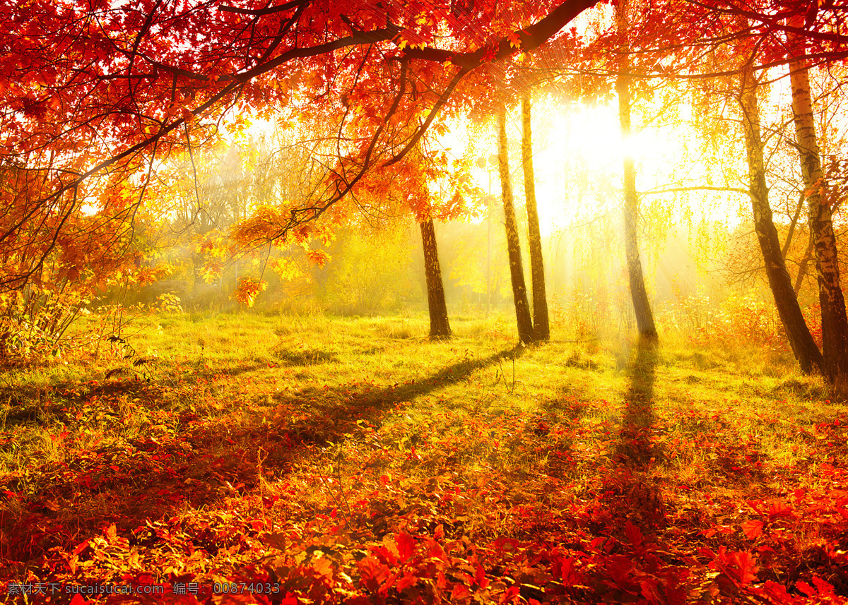 秋天 秋色 枫叶 黄色 金黄 生物世界 树木树叶