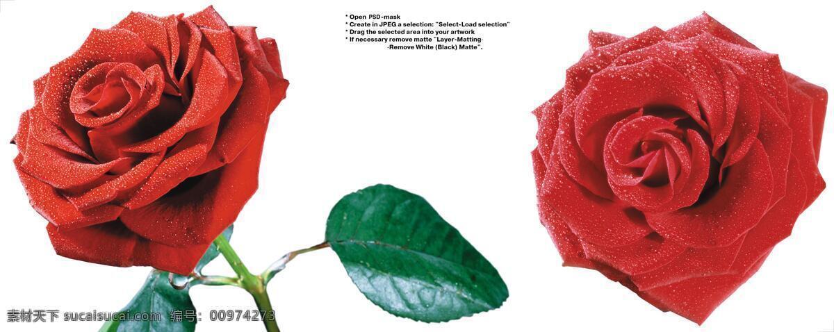 多张 漂亮 玫瑰 高清 图 红花 花苞 花朵 花卉 花束 绿叶 鲜花 植物 psd源文件