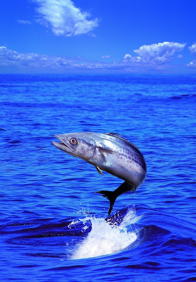 海洋鱼跃 海洋 鱼跃 海鱼 鱼类 生物世界