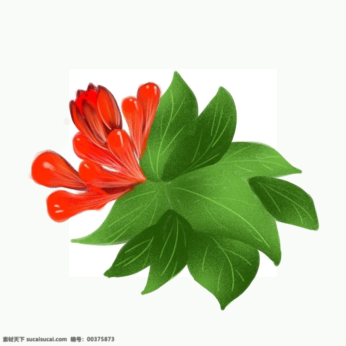 手绘 绿色植物 花蕾 手绘植物 植物素材 植物花卉