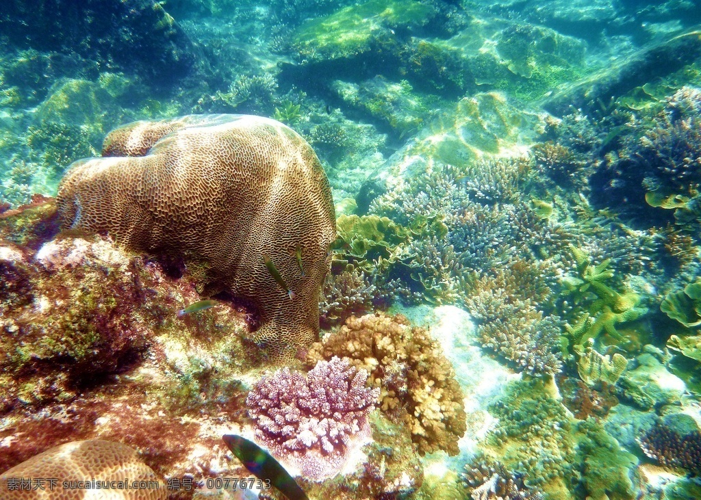 海底世界 水下世界 浮潜 海底 海底生物 海底图片 海底素材 海底风光 海洋 清澈 热带鱼 珊瑚 珊瑚礁 海岛 鱼 热浪岛 生物世界 海洋生物