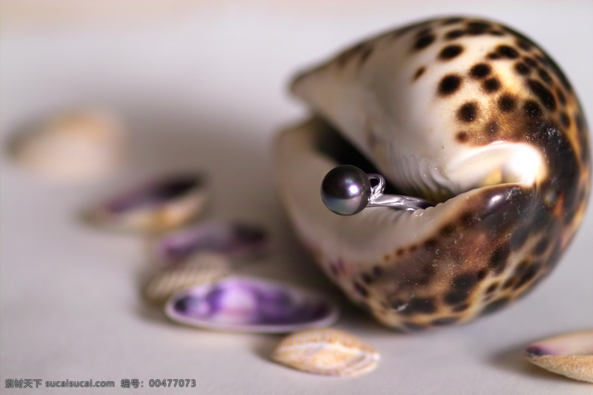海螺 特写 工艺品 海洋生物 生物世界 玩具 螺 海螺特写 鹦鹉螺 psd源文件