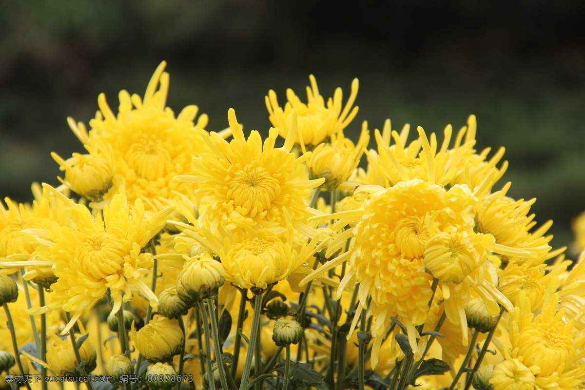 群菊争艳 金丝皇菊 黄山菊花 徽州皇菊 黄菊花 花茶 菊园 生物世界 花草茶 花草