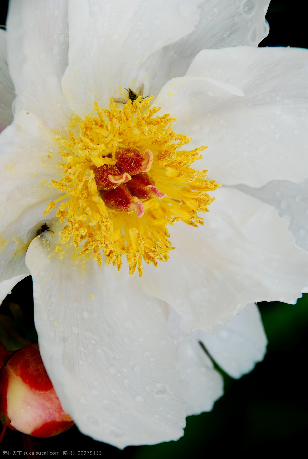 花草 花池 花朵 花卉 教育 芍药花 生物世界 学校 校园 夏天 植物 芍药 根河市 中学