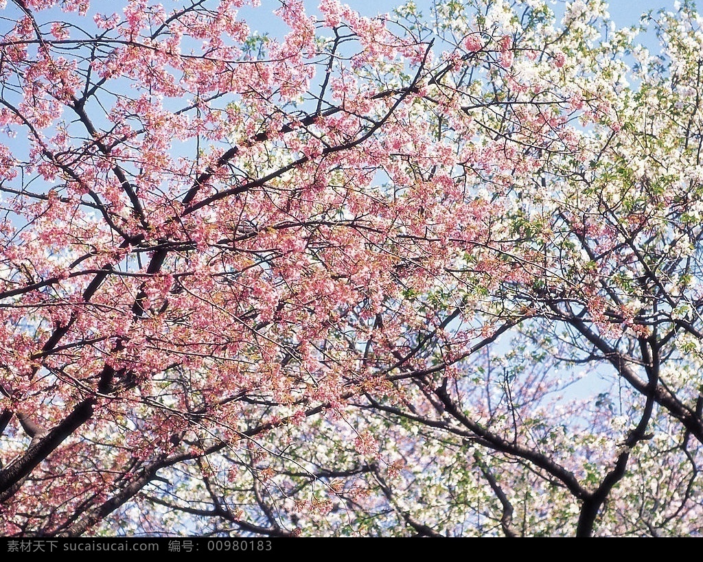 杏花树 树 杏树 花 花季 花的季节 花海 生物世界 花草 春暖花开 摄影图库