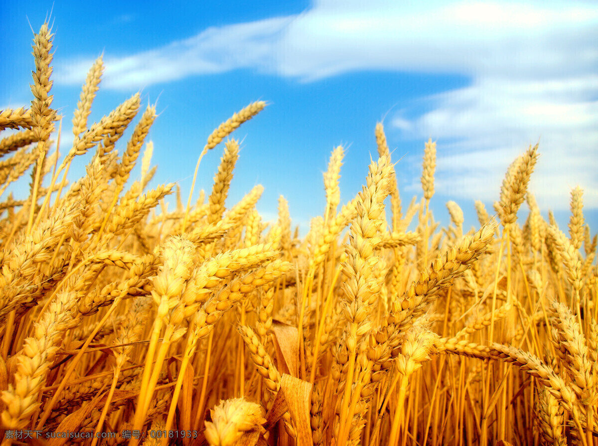 麦梗 麦田 丰收 收获 小麦 麦子 金秋 金黄色 农田 小麦特写 田园风光 自然风景 自然景观