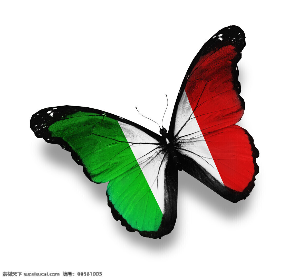 意大利 国旗 蝴蝶 意大利国旗 美丽蝴蝶 漂亮蝴蝶 昆虫动物 国旗图片 生活百科