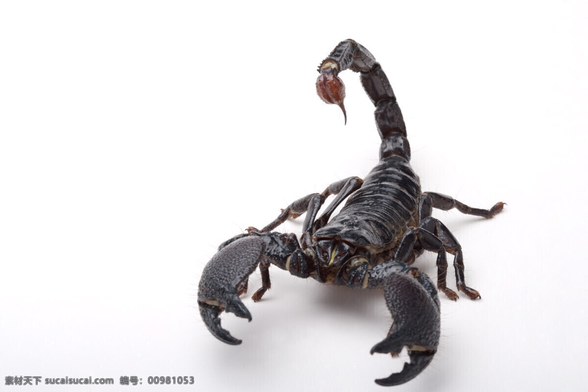 蝎子 昆虫 生物世界 蝎子正面 黑蝎子 公蝎子 母蝎子 药用蝎子