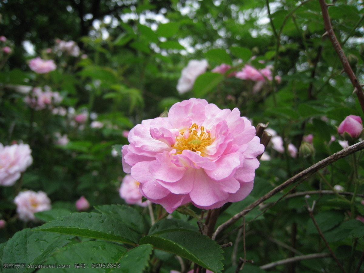 洛阳牡丹 春天 花草 花朵 洛阳 牡丹 生物世界 盛开 绽放 psd源文件