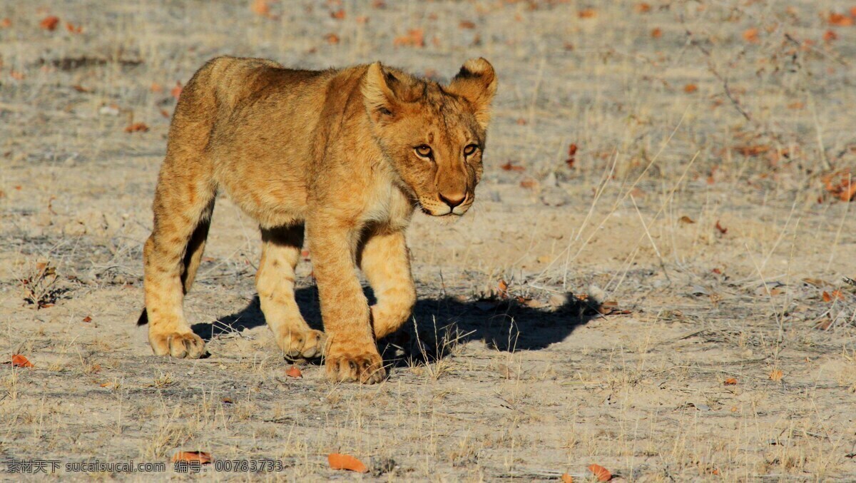 野生 动物园 狮子 非洲 野生动物园 小狮子 灰色