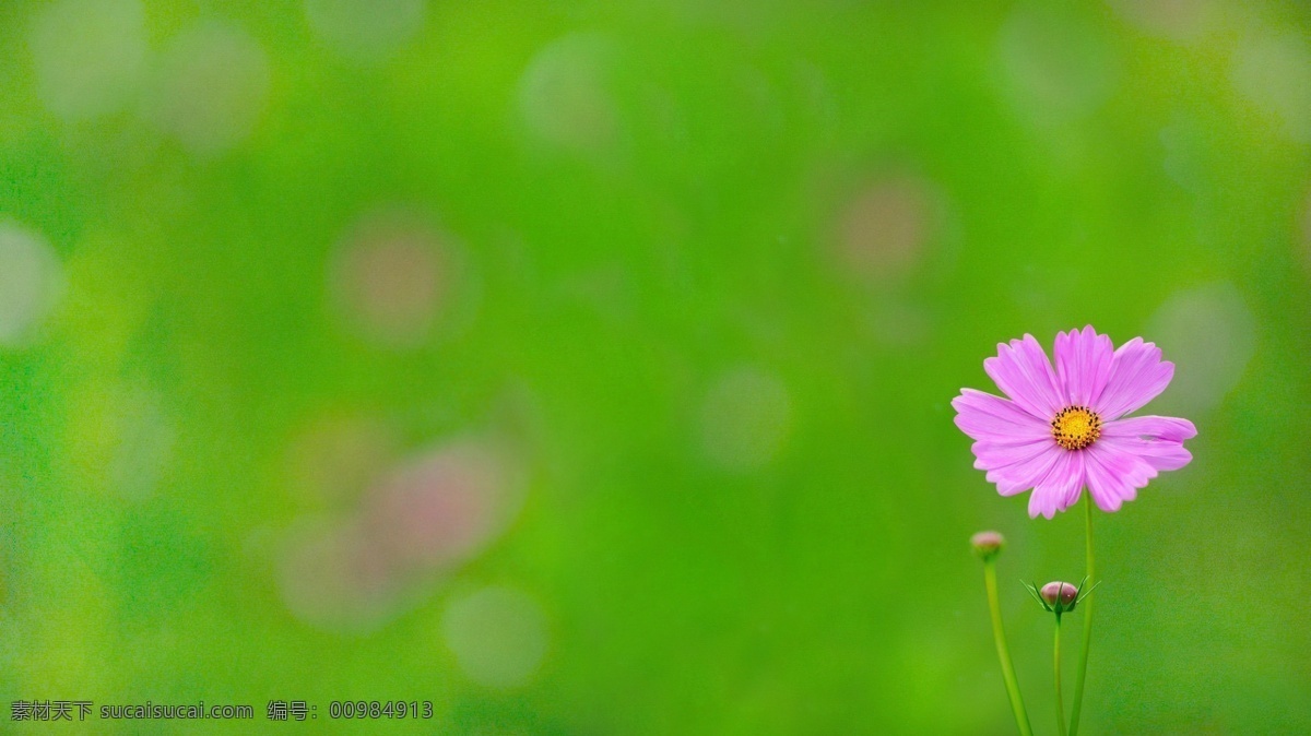 花免费下载 psd素材 花朵 绿色背景 小花 小花免费下载 psd源文件