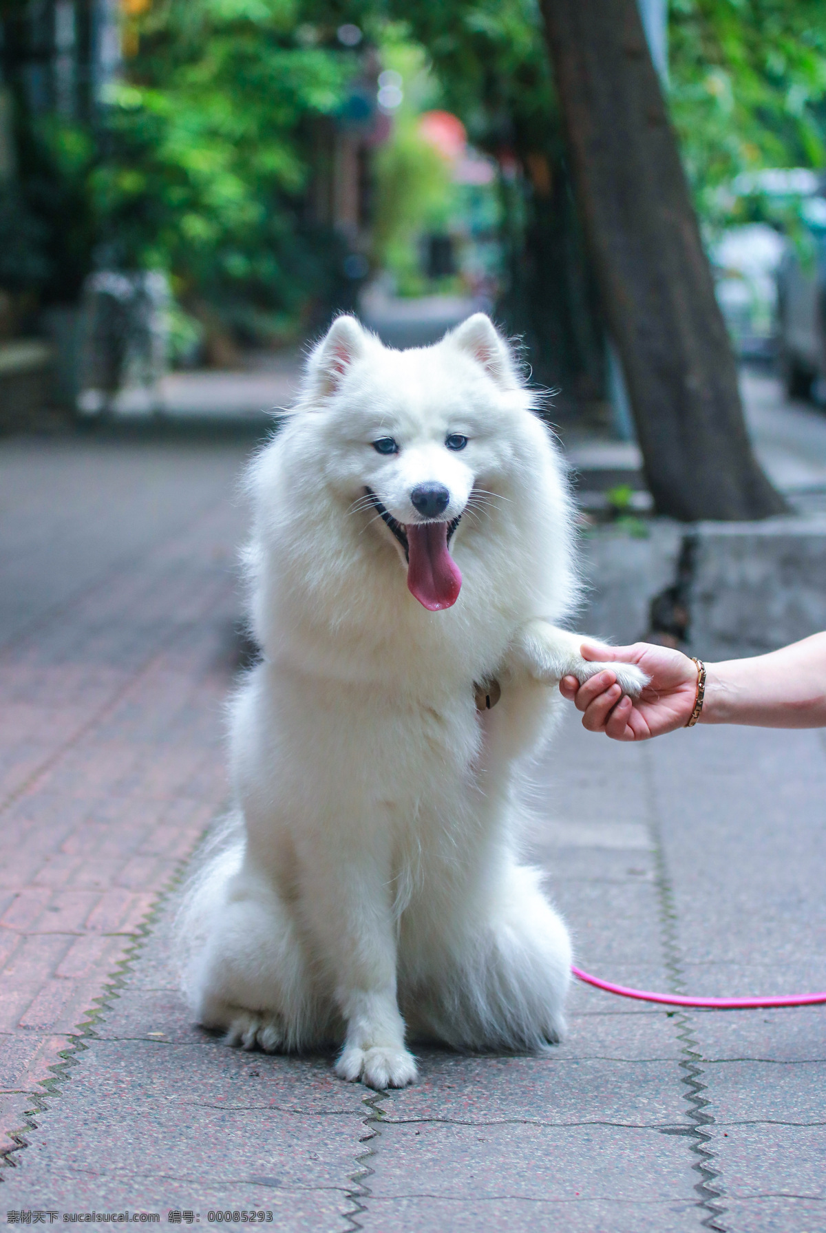 握手 萨摩 耶 犬 狗 宠物 可爱 萨摩耶 萨摩耶犬 萨摩耶狗 动物 犬类 犬科动物 犬科 家养宠物 大型犬 雪白 美丽 乖巧 听话 善良 友善 亲切 聪明 生物世界 家禽家畜