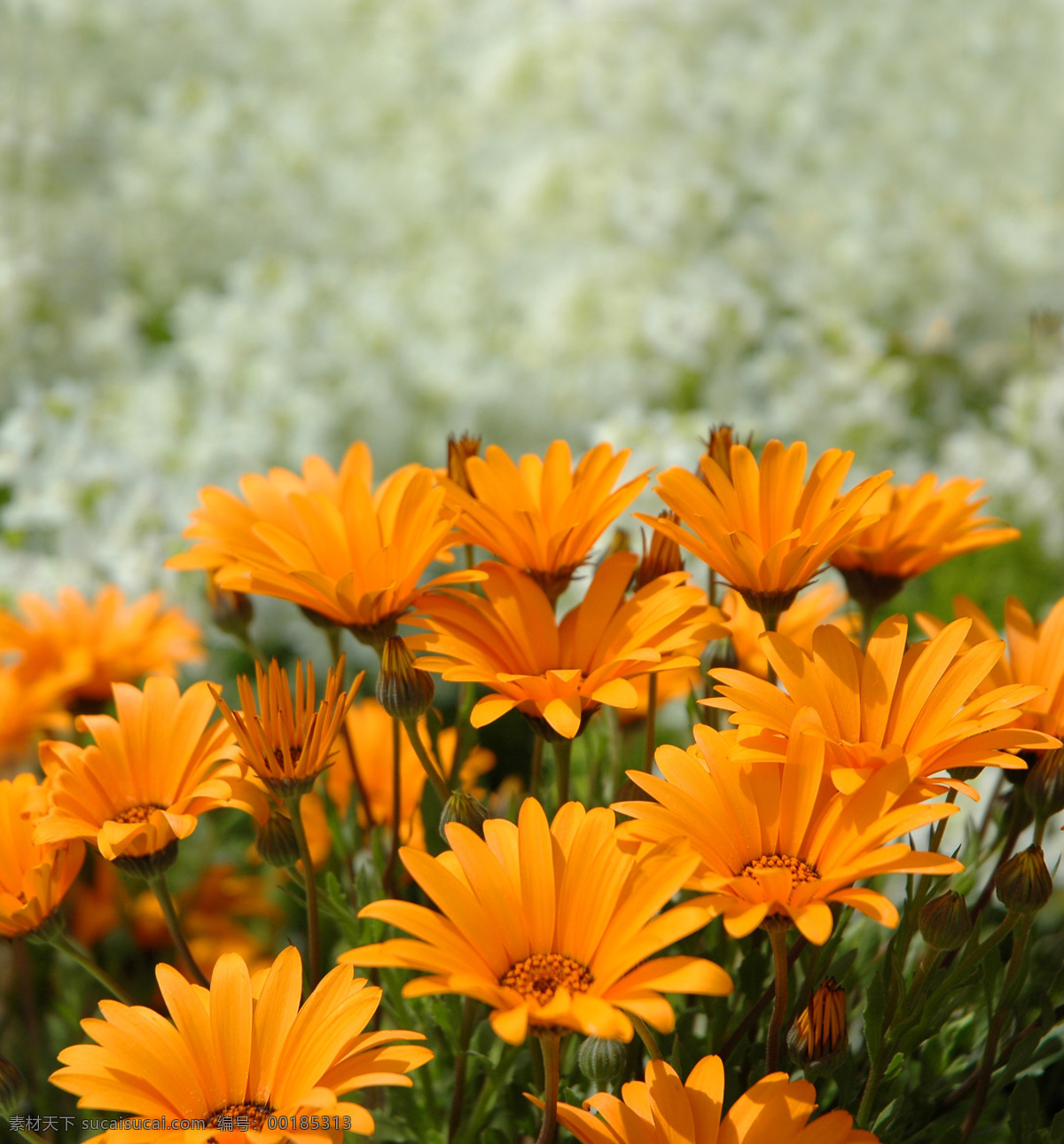 橙色 小雏 菊 高清 鲜花 花朵 花卉 植物