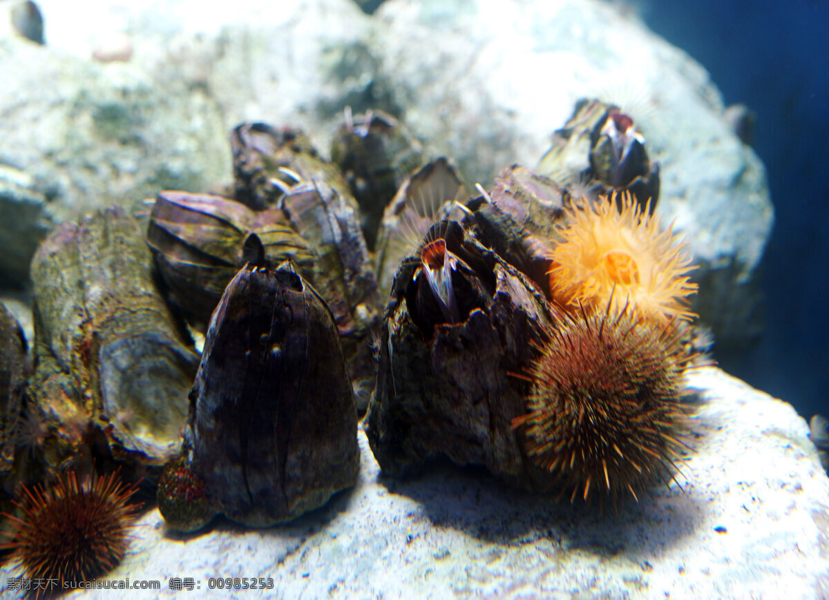 贝和海胆 海贝 海胆 岩石 阳光 海洋生物 生物世界