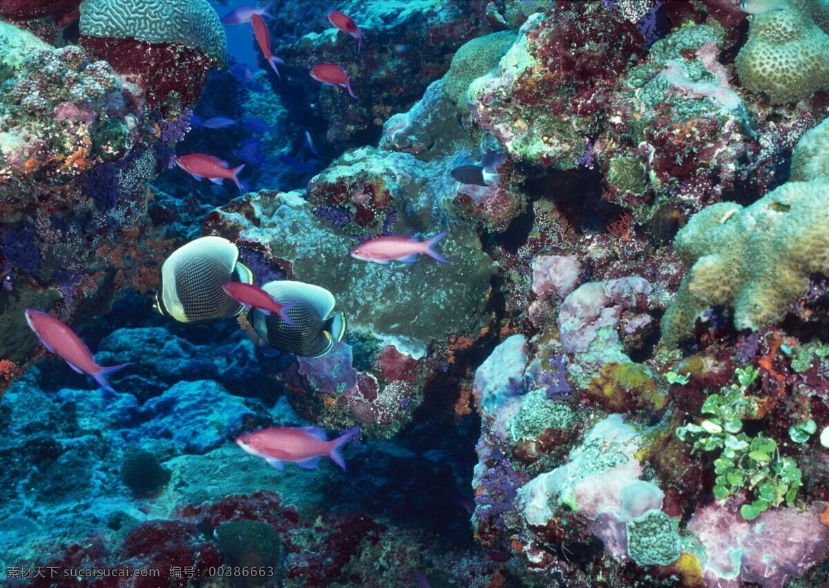 高清 图 美丽 海底 世界 片 海底世界 深海 礁石 珊瑚