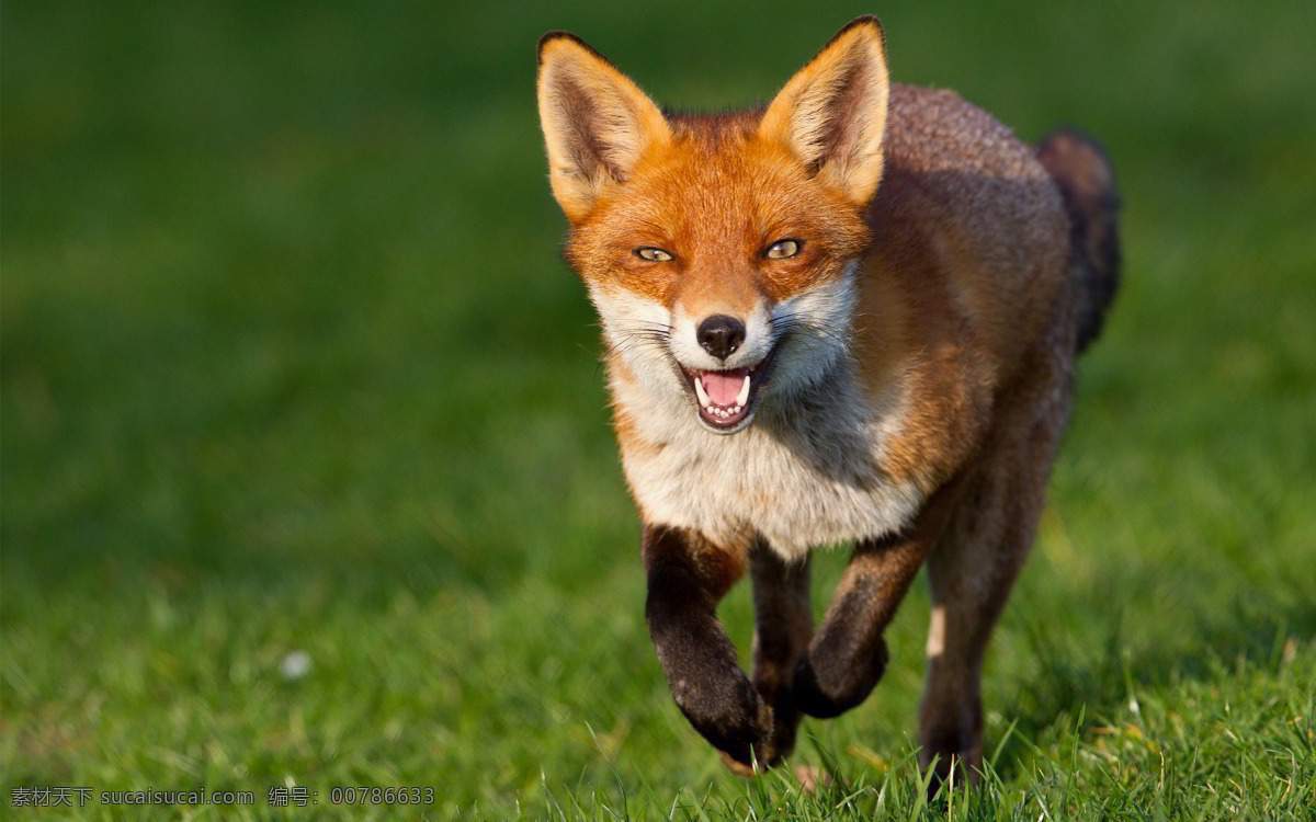 草地 上 奔跑 狐狸 狐狸摄影 野生动物 动物摄影 动物世界 陆地动物 生物世界