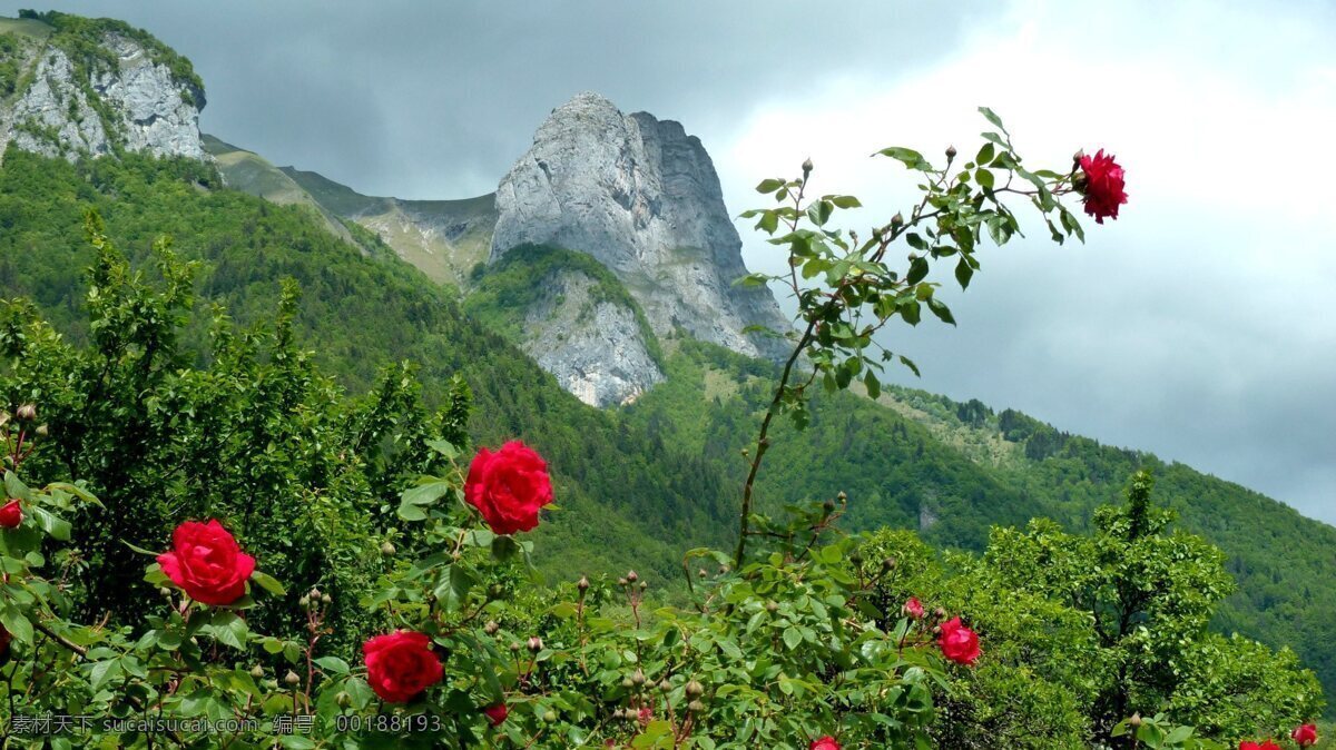 春日月季 春天 高原 月季 玫瑰 山坡 姗姗来迟 红花 山水风景 自然景观