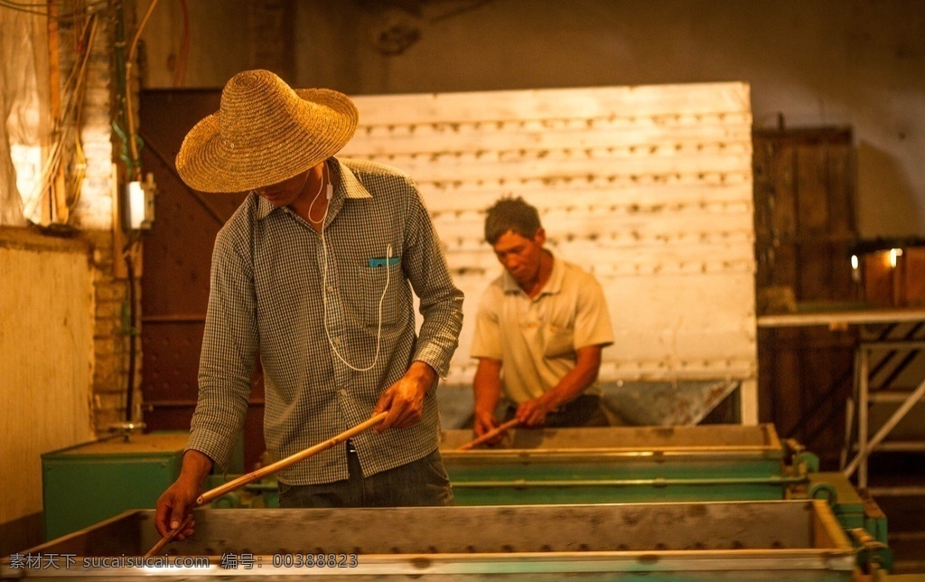 制作茶叶 茶叶 滇红 生产 制作 农民 文化艺术 传统文化