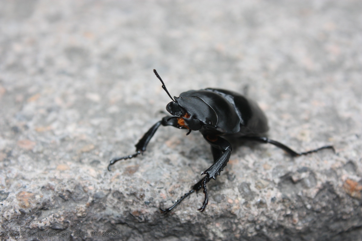 屎壳郎 虫 石头上 黑色 甲虫 正面 微距 生物世界 昆虫 摄影图库