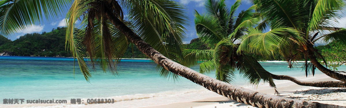 沙滩 海边 背景 图 banner 海星 贝壳 椰树 背景图片 白色
